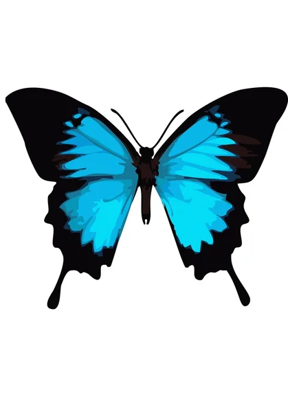 Swallowtail kelebek, kelebek mavi beyaz bir arka plan üzerinde.