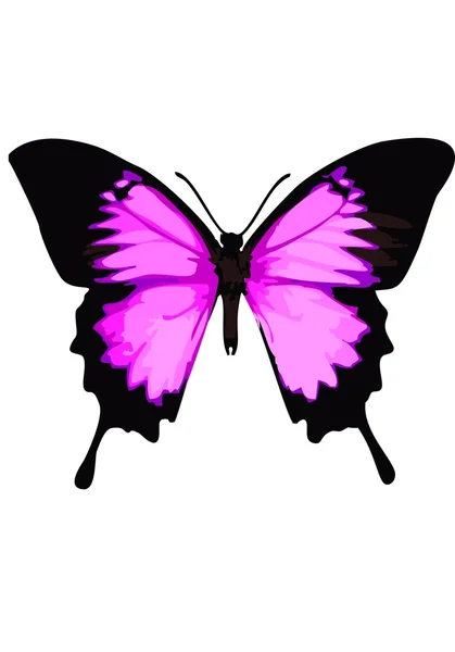 Beyaz bir arka plan üzerinde Swallowtail kelebek, pembe kelebek.