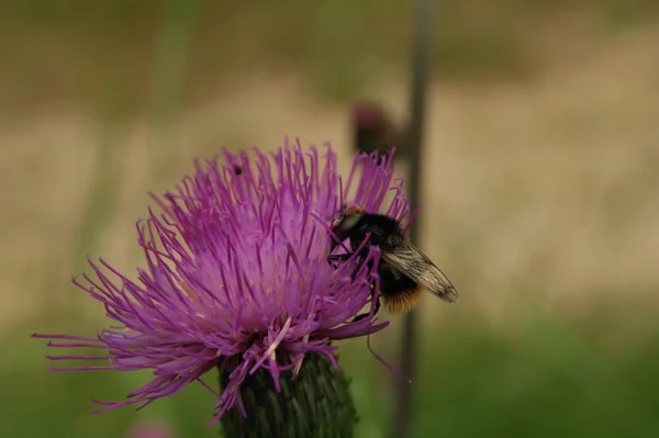 Bumblebee mor thistle üzerinde. Böcekler doğa.