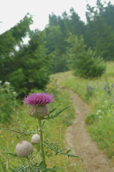 Mor thistle çiçek. Dağ yolları.