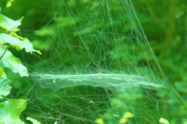 Web. Örümcek ile iki katlı bina.