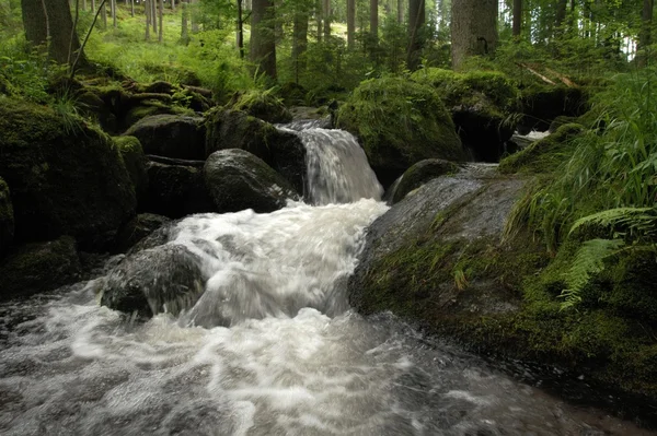 Creek in the woods. Small wild river.