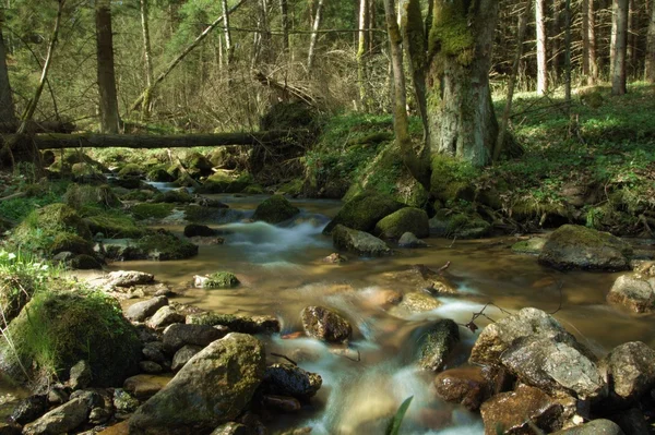 Creek in the woods. Small wild river.