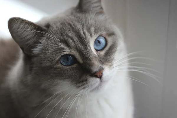 Gato con ojos azules — Foto de Stock