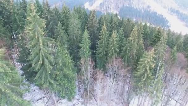 Luchtfoto, drone panorama van winter forest — Stockvideo