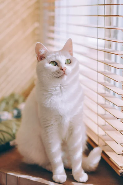 Gato blanco mirando ouy la ventana — Foto de Stock