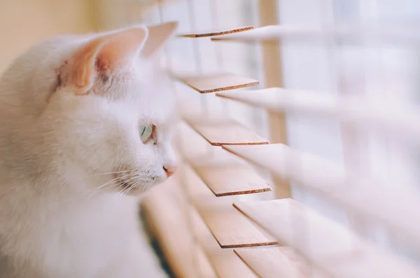 Gato blanco mirando ouy la ventana — Foto de Stock
