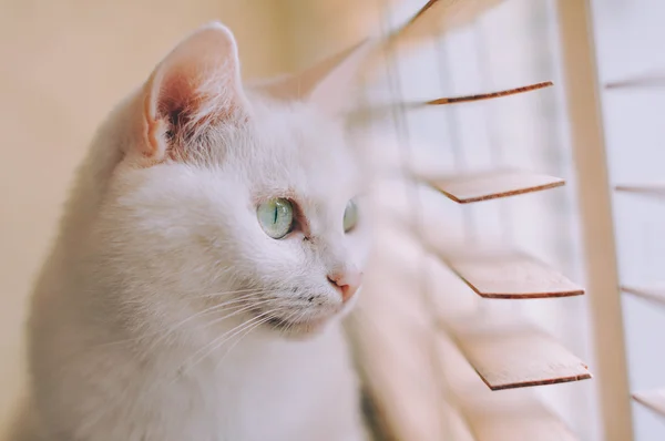 White cat looking ouy the window — Stock Photo, Image