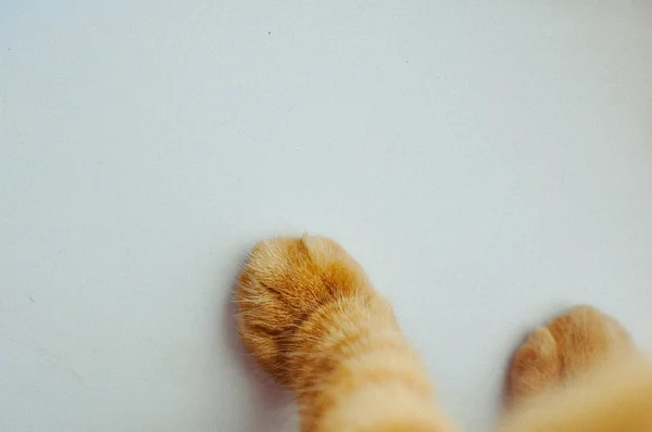 Pies de gato — Foto de Stock