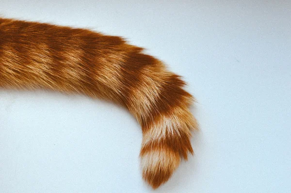 Cat's tail — Stock Photo, Image