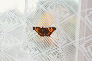 Kırmızı Kelebek penceresinde