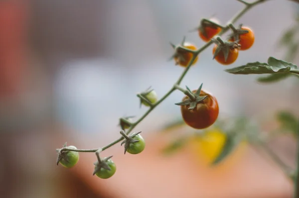 Bahçede kırmızı kiraz domatesleri