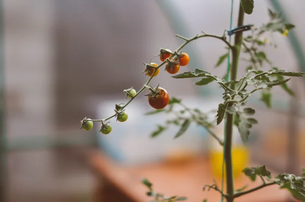 Bahçede kırmızı kiraz domatesleri