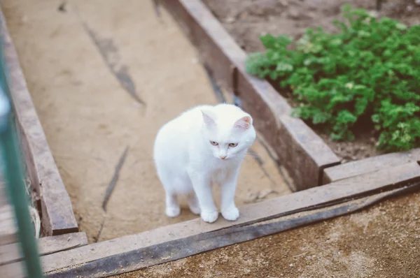 bahçede oturan beyaz kedi
