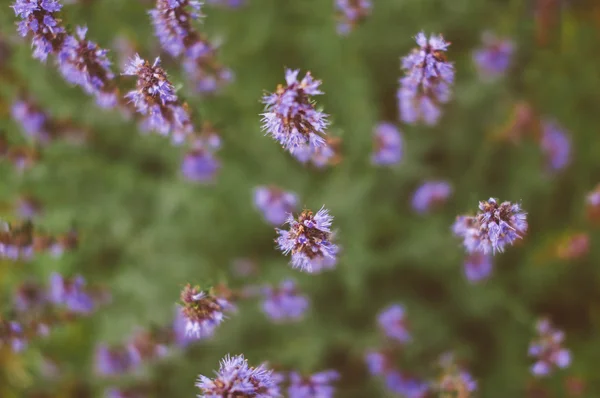 Bahçedeki Menekşe kekik