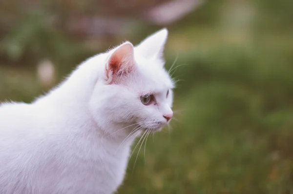 bahçede oturan beyaz kedi