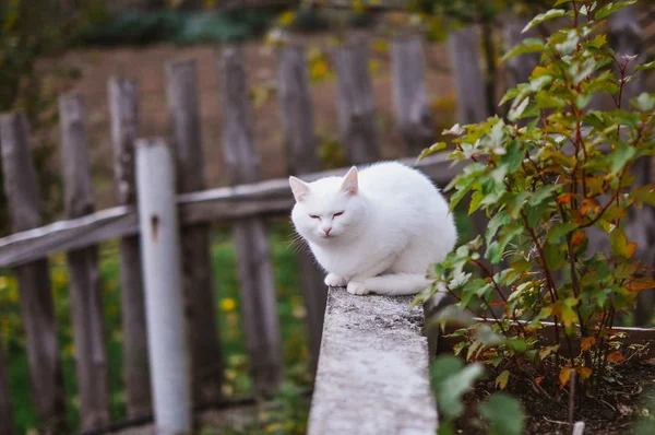 Белый кот сидит в саду — стоковое фото