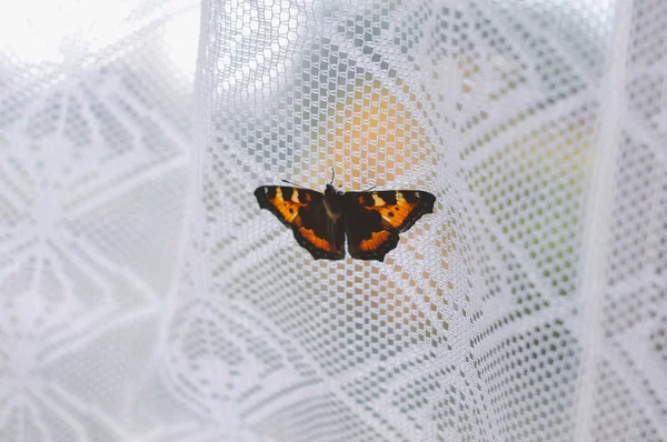 Kırmızı Kelebek penceresinde