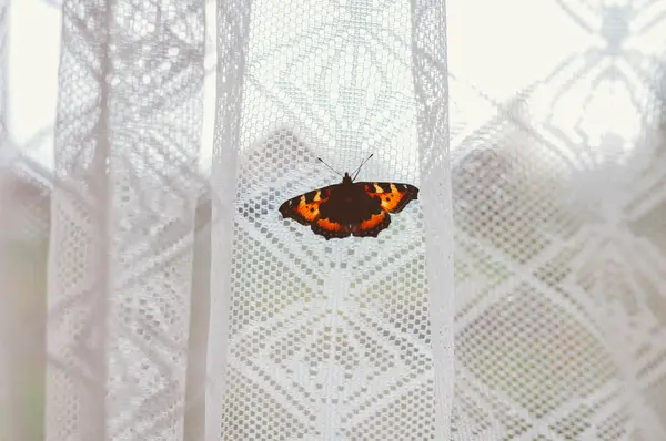 Kırmızı Kelebek penceresinde