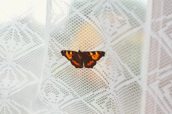 Kırmızı Kelebek penceresinde