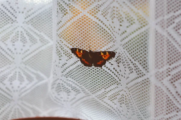 Papillon rouge sur la fenêtre — Photo