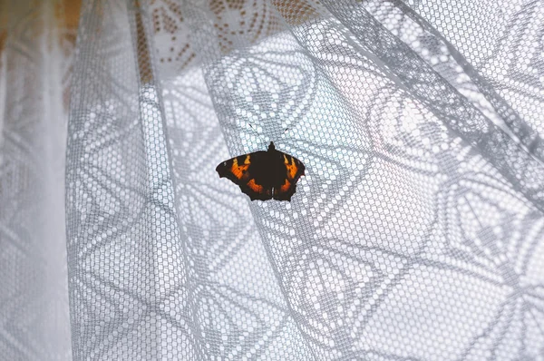 Kırmızı Kelebek penceresinde