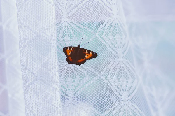 Borboleta vermelha na janela — Fotografia de Stock