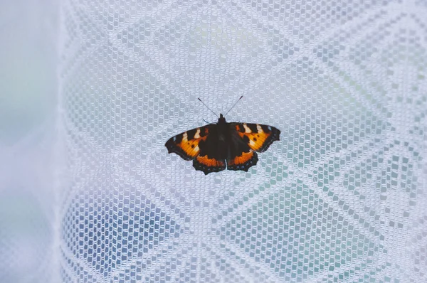 Kırmızı Kelebek penceresinde