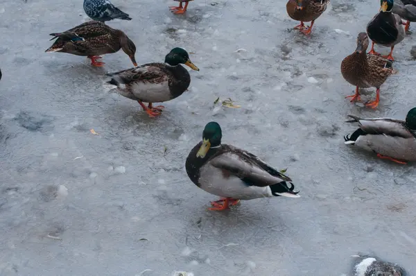 Kış gölet üzerinde ördek