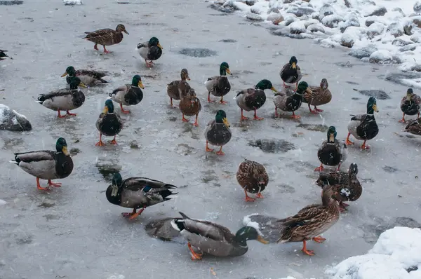Kış gölet üzerinde ördek