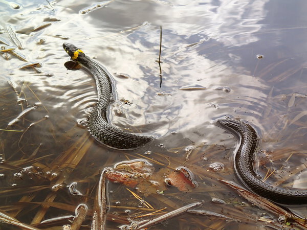 Grass snake in water, natrix