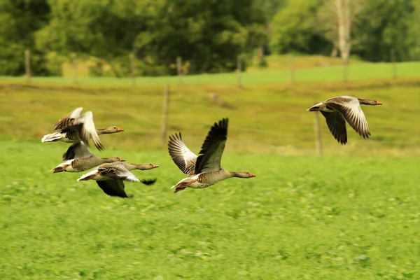 Flock of greylag geese — Stock Photo, Image