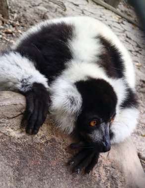 Siyah-beyaz Nomascus lemur, Varecia variegatus
