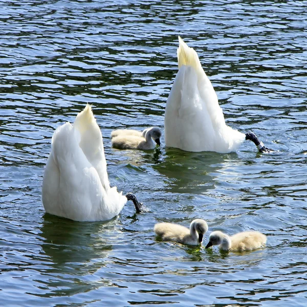 Familia del cisne al revés — Foto de Stock