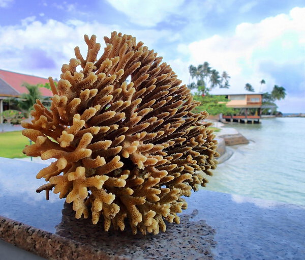 Кораллы на фоне размытости
