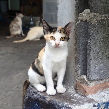 Evsiz üç renkli kedi