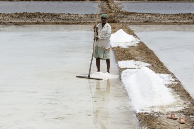 Ziraatçi tuz çiftlik, Pondicherry arera hasat