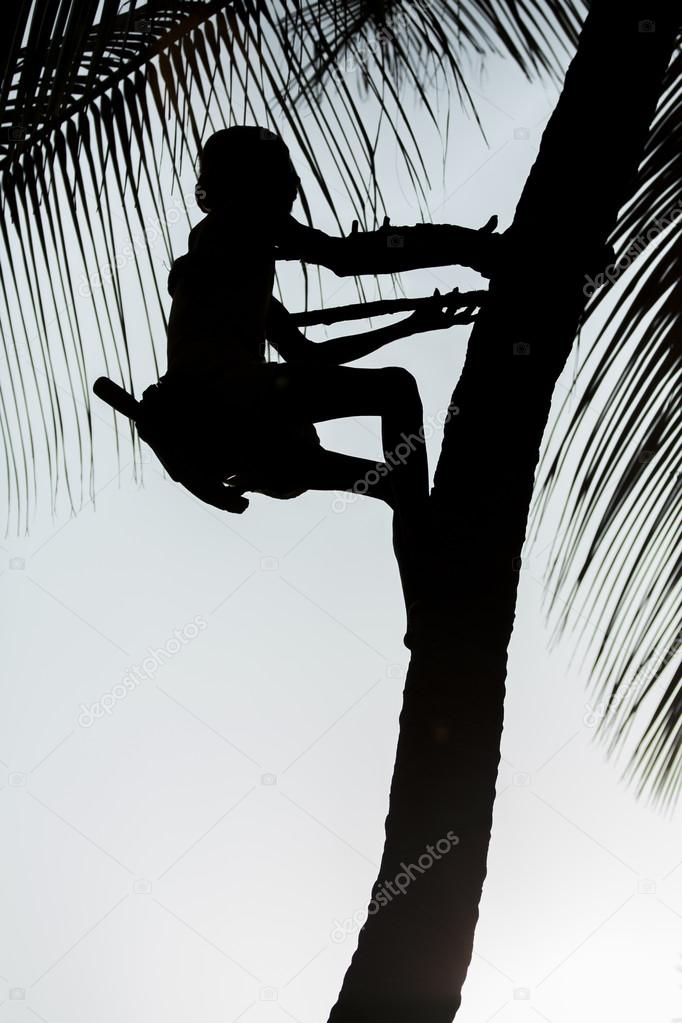 Editorial documentary. Old climber on coconut tree