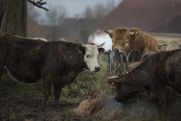 Vaca pastando Francia crisis agricultor —  Fotos de Stock