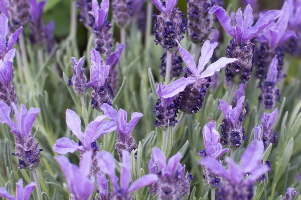 Lavendel blommor våren sommaren — Stockfoto
