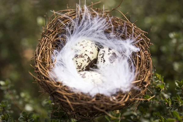 Glad påsk nest ägg — Stockfoto