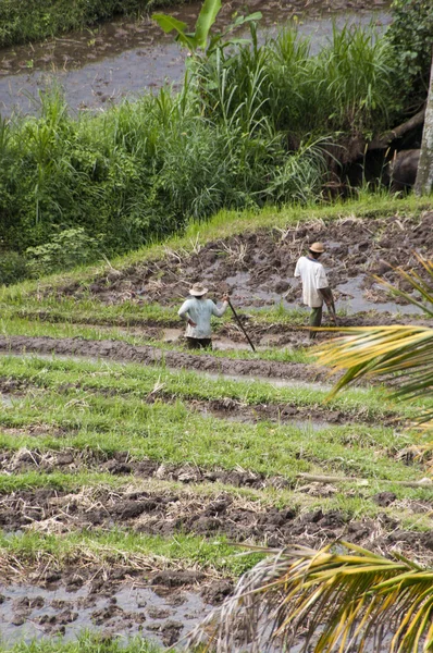 Terrasvormige rijst veld biologische landbouw — Stockfoto