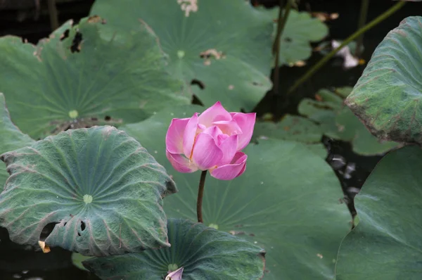 Rose fermée fleur de lotus nénuphar — Photo