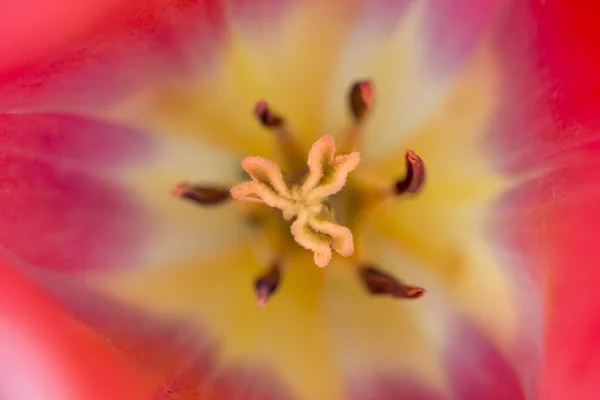 Makro květ střední centrum — Stock fotografie
