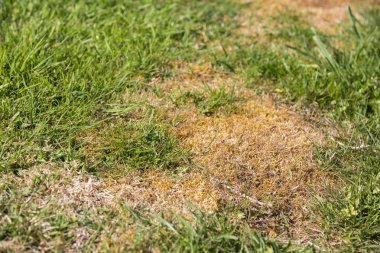 çim ot zararlıları çimen