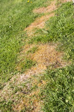 çim ot zararlıları çimen