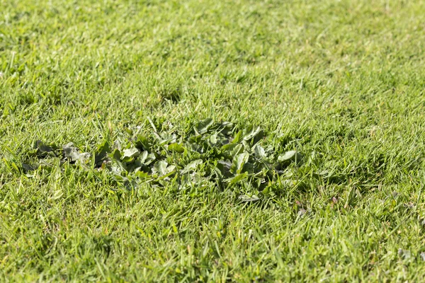 Gramado ervas daninhas pragas grama — Fotografia de Stock