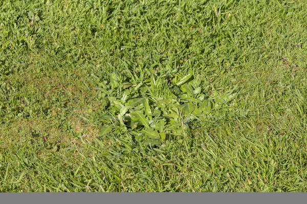 Газонні шкідники трава — стокове фото