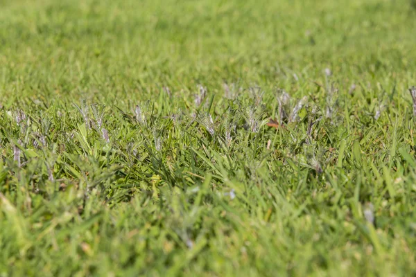 草坪杂草害虫草 — 图库照片