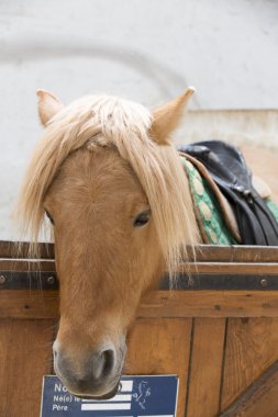 Kahverengi midilli atı kapalı